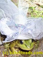 /home//u458753944/public_html/sourcegallery////////////Frogs/More bullfrogs/P8170162.JPG